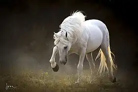 Pure race espagnole gris.