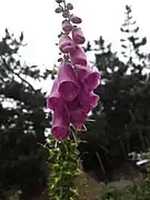 Digitale pourpreDigitalis purpurea, sur les berges du lac de l'Oule à 1&nbsp;815&nbsp;m.