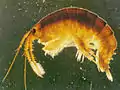Crevette tueuse (dikerogammarus villosus).