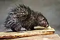 Hystrix pumila