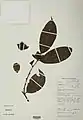 Diospyros kupensis.