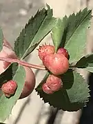 Galle de Diplolepis ignota.