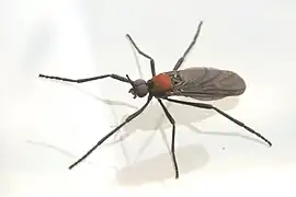 Plecia ruficollis.