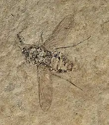 Zoom de l'holotype.
