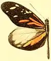 Dismorphia amphione discrepans mâle