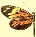Dismorphia amphione amphione femelle