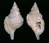 Distorsio perdistorta