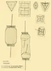 Ditylium intricatum West.Ditylium Brightwellii West