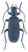 Ditylus laevis.