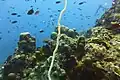 Coraux en forme de colonnes massives Acropora