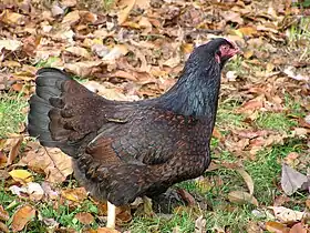 Poule acajou à double liseré noir