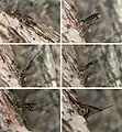 Oviposition chez l'ichneumon Dolichomitus imperator.