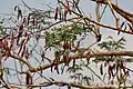 Fruits