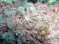 Dorometra parvicirra