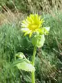 Doronicum pardalianches.