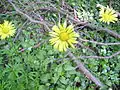 Doronicum plantagineum.