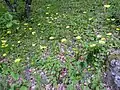 Doronicum plantagineum Habitat.