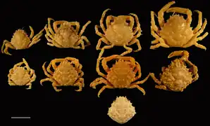 Damithrax spp.