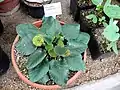 Dorstenia brasiliensis en culture