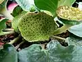 Jeune inflorescence de Dorstenia brasiliensis