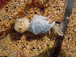 Dosima fascicularis (Lepadidae).