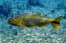 Daurade argentine (Salminus brasiliensis)