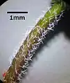 Trichomes stellés.