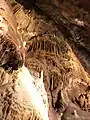 Draperies du mur de méduse