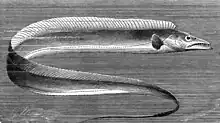 Lepidopus caudatus espèce sœur vivante.