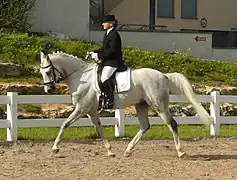 Shagya en compétition de dressage.
