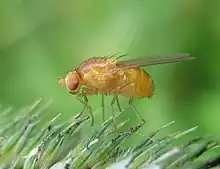 Phot d'une mouche jaune aux yeux rouges