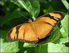 Vue dorsale, Guadeloupe.
