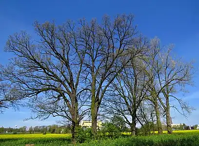 Chênes remarquables.