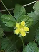 Fleur jaune de Duchesnea indica.