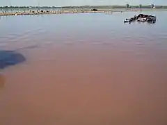 Bloom de Dunaliella salina à l'estuaire de Kuyalnik (en), en Crimée.