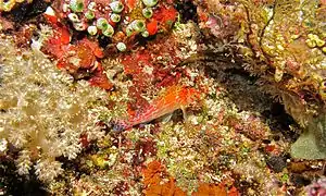 Cirrhitichthys falco (Sulawesi, Indonésie).