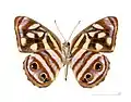 Museum specimen ♂ △ - face ventrale