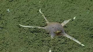 Dytaster insignis