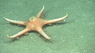 Dytaster insignis