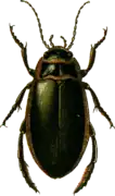 Dytiscus circumflexus.