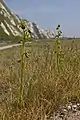 Orchidées