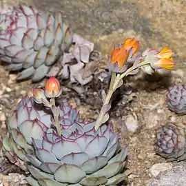 Echeveria derenbergii.