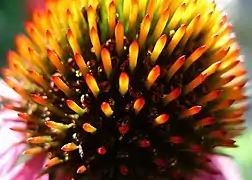 Fleurons tubulés.