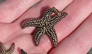 Echinaster sentus
