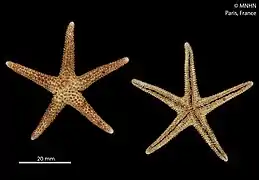 Echinaster serpentarius