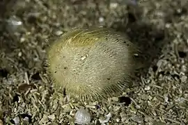 Echinocardium flavescens