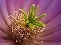 Echinocereus viereckii.