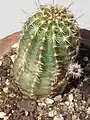 Echinocereus virdiflorus.