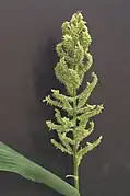 Echinochloa frumentacea,  panic d'eau ou millet du Japon