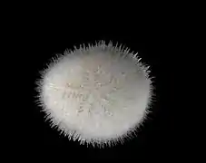 Echinocyamus pusillus (Fibulariidae, ex-Echinocyamidae).